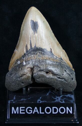 Megalodon Tooth - North Carolina #9519